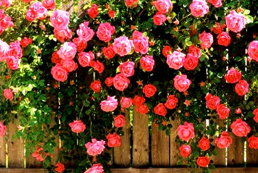 куст розы в саду 